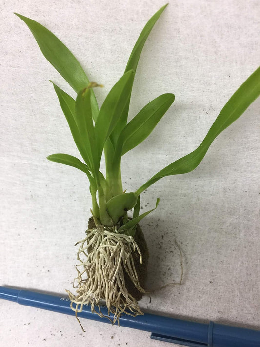 -Onc. Twinkle 'Yellow Bird' - Fragrant Blooms Easy to Grow and Bloom! Miniature windowsill-Size, Cool and Warm Tolerant. Yellow Flowered Variety. NOT in-Bud/Bloom When Shipped
