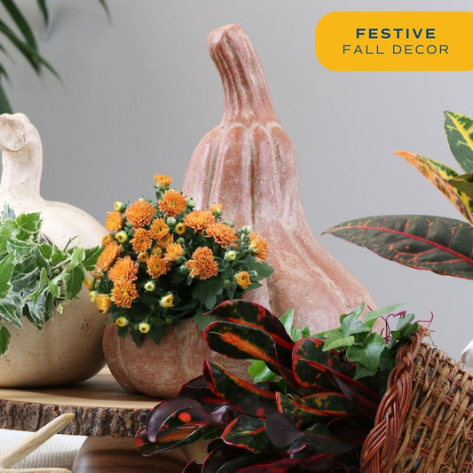 Costa Farms Live Flowering Plants, Orange Mums (Pack of 8), Mini Chrysanthemum Houseplants, Ships in Bud Form, Potted in Grower Pot, 11-Inches Tall