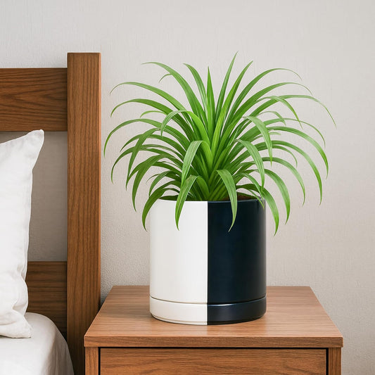 D'vine Dev 6.5 Inch Ceramic Planter Pot with Drainage Hole and Saucer, Indoor Cylinder Round Planter Pot, Split Monochrome Black & White, 94-O-C-0