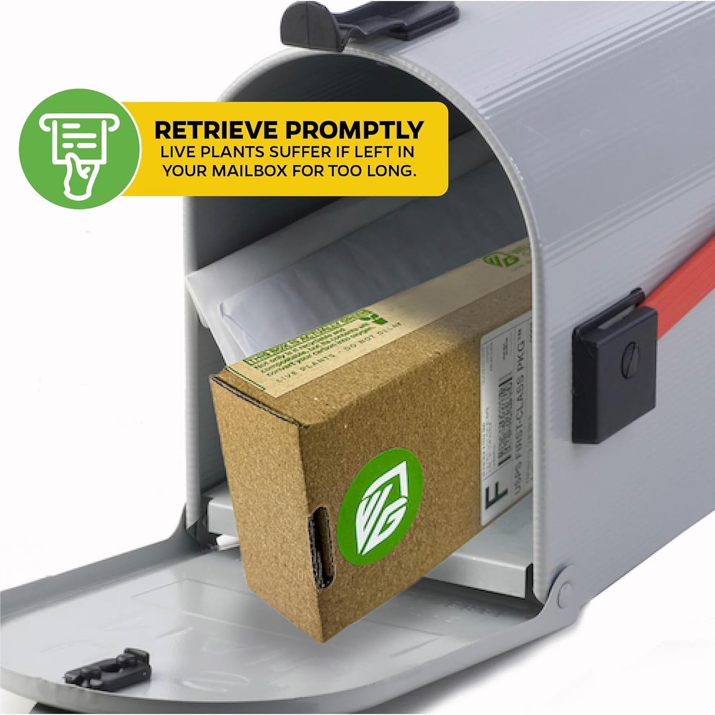 Dwarf Yaupon Holly Live Plant - Ilex by Wellspring Gardens - Caffeinated Tea Starter Plant - Outdoor Shrub Collection Garden and Landscape Decor - Perfect for Landscaping with Dwarf Shrubs and Bushes