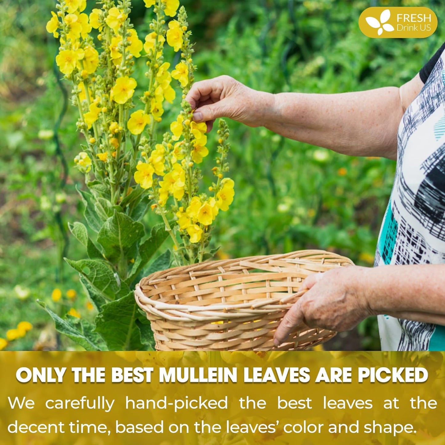 FreshDrinkUS, Premium 120 Mullein Leaf Tea Bags For Lung, 100% Natural & Pure from Mullein Leaves. Loose Leaf Mullein Herbal Tea. Made with Natural Material Tea Bags. No Sugar, No Caffeine, No Gluten, Vegan.