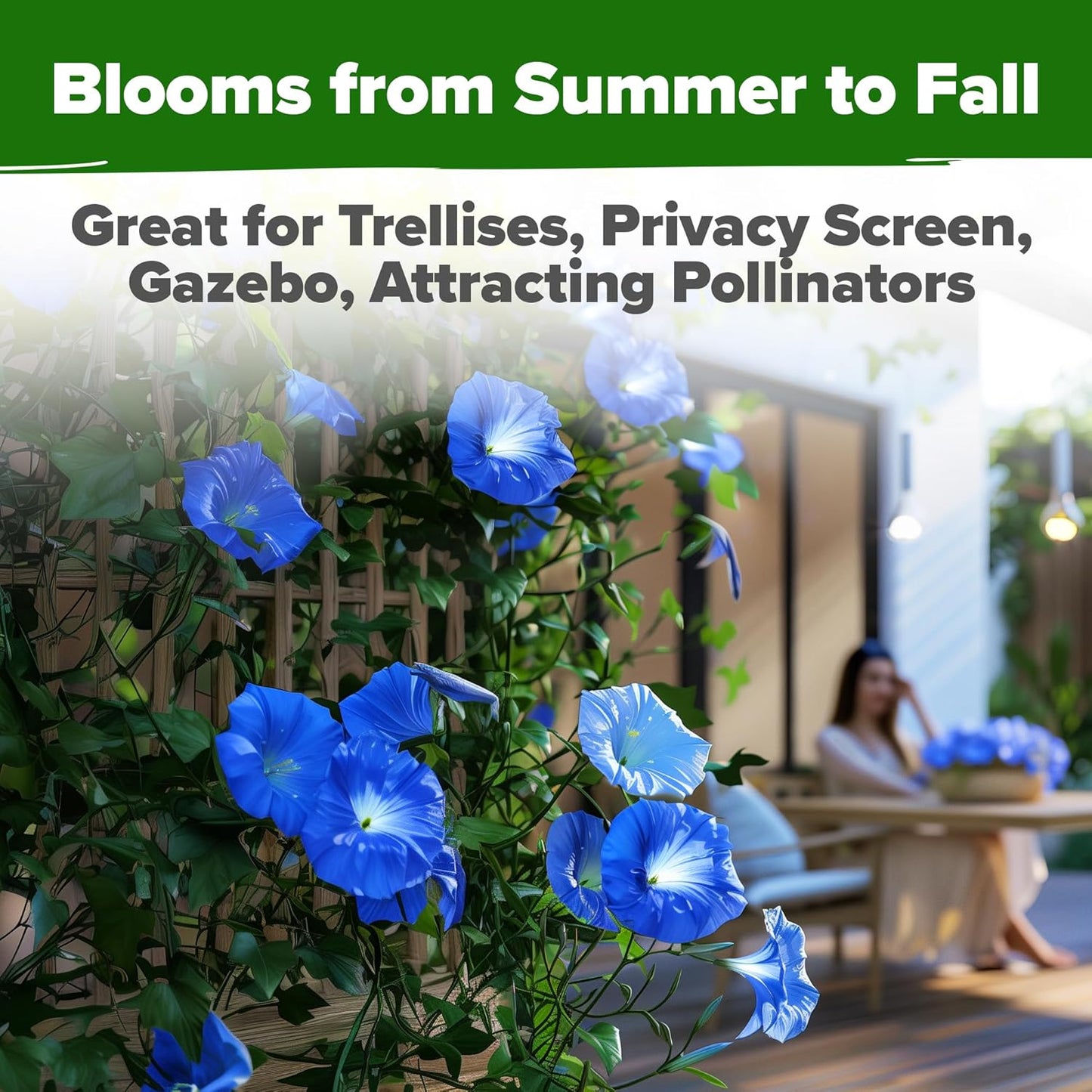 HOME GROWN π¨π¦π π£π₯ππ ππ¨π Heavenly Blue Morning Glory - 150 Heirloom Seeds for Planting, π‘π’π‘-ππ π’ Ideal for a Flower Garden That Attracts Pollinators and Birds (Ipomoea Tricolor)