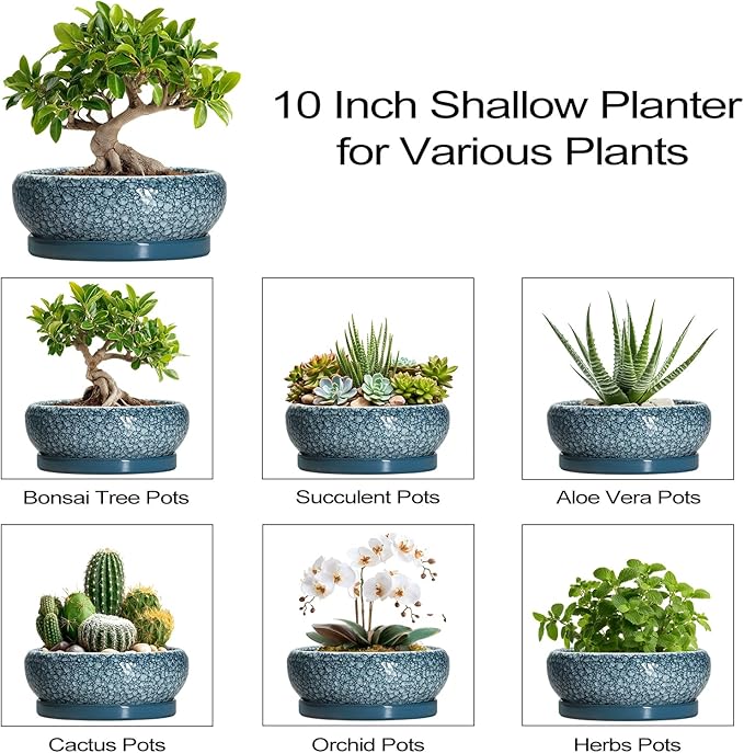 Bonsai Pots 10 Inch - Ceramic Succulent Planters with Drainage Hole and Saucer, Succulent Pots for Indoor Outdoor, Shallow Flower Pot, Round Planter, Patio Decor, Housewarming Gifts, Blue