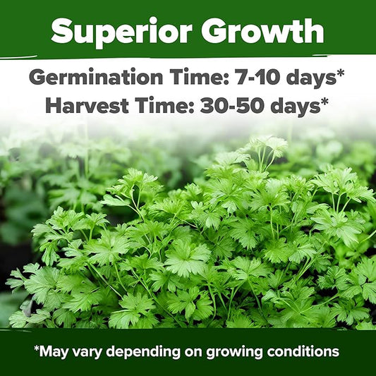 HOME GROWN 𝗨𝗦𝗔 𝗣𝗥𝗘𝗠𝗜𝗨𝗠 500+ Cilantro Seeds for Planting Indoors or Outdoors - Heirloom 𝗡𝗢𝗡-𝗚𝗠𝗢 Coriander Seeds, Grow Your Own Cilantro Plant - Culinary Herb Seeds for Your Herb Garden
