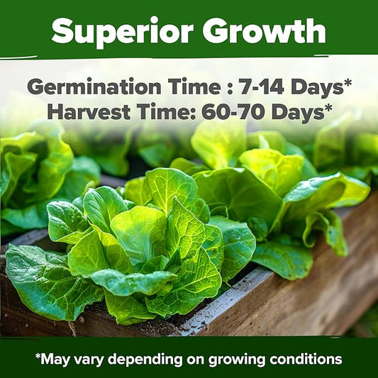 HOME GROWN 𝗨𝗦𝗔 𝗣𝗥𝗘𝗠𝗜𝗨𝗠 Buttercrunch Lettuce Seeds Bulk Pack - 1975 Heirloom 𝗡𝗢𝗡-𝗚𝗠𝗢 Seeds for Hydroponic Garden Indoor Outdoor - Butter Lettuce Vegetable for Planting (Lactuca Sativa)