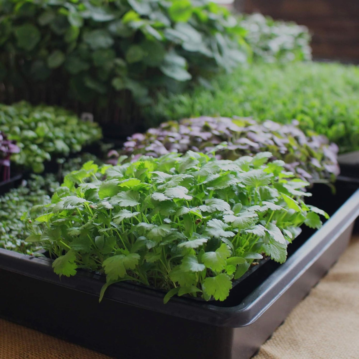 Minute Soil Compressed Coco Coir 6 Pack ā Organic Peat-Free Medium Expands to 9 Gal ā Indoor Gardening, Microgreens, Seed Starting, Houseplants, Herbs, Vegetables, Planters