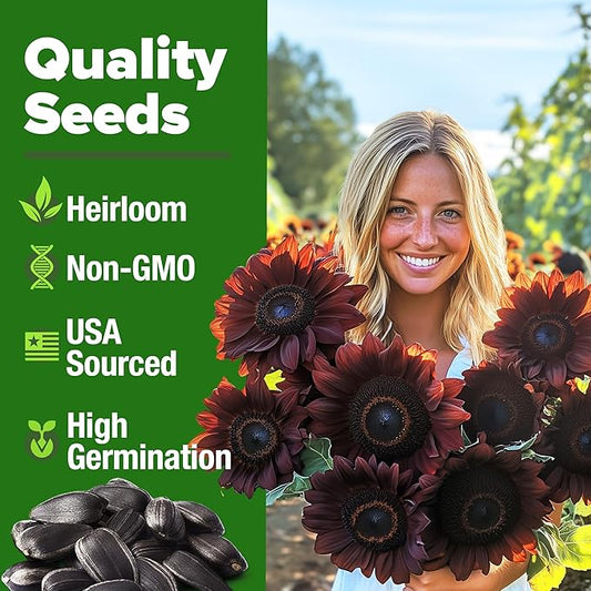 HOME GROWN Chocolate Cherry Sunflower Seeds – 75 𝗡𝗢𝗡-𝗚𝗠𝗢 𝗨𝗦𝗔 Heirloom Seeds for Planting Burgundy Sunflowers – Tall Flower for Garden, Pollinators, Butterflies (Helianthus annuus)