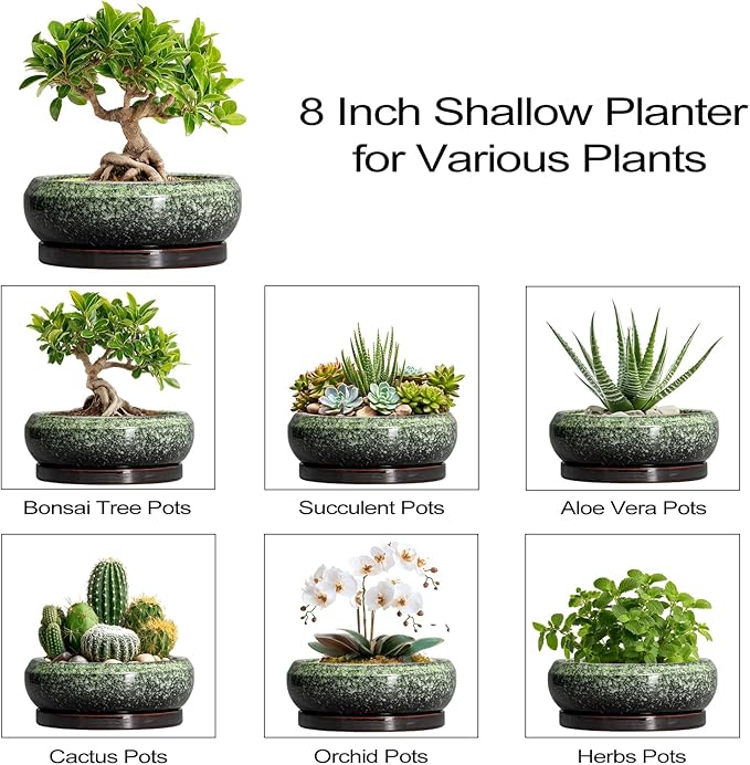 Bonsai Pots 8 Inch - Ceramic Succulent Pots with Drainage Hole and Saucer, Shallow Plant Pot for Indoor Outdoor, Bonsai Tree Pots, Round Planter Bowl, Home Decor, Gift for Plant Lover, Green