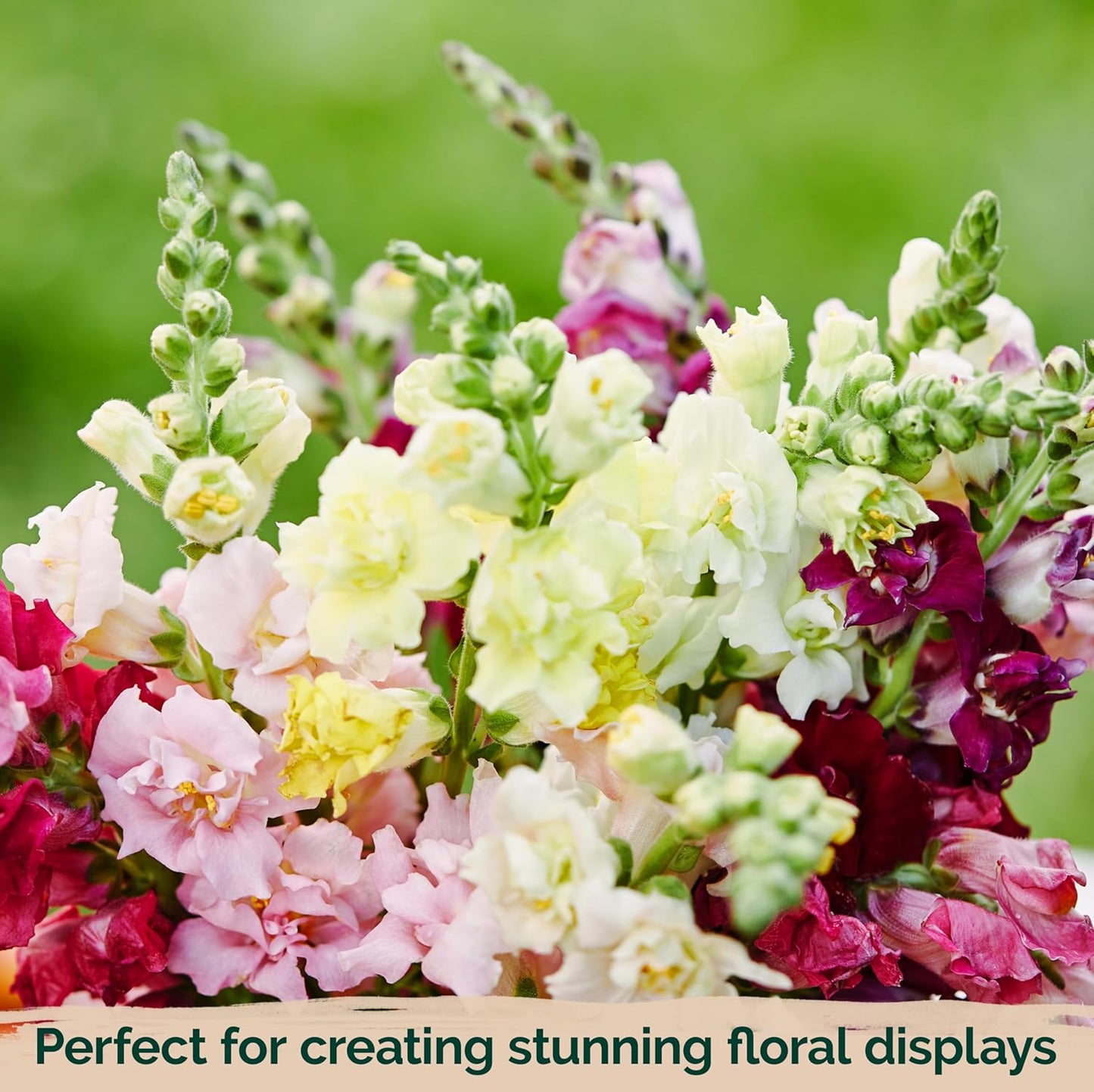 KVITER 1,500 Tetra Mix Snapdragon seeds (Antirrhinum Majus) – Heirloom & Organic Tall Snap Dragon Mix, Annual Flower Garden seeds, Cut Flower Seeds for Planting – Ideal for Outdoor Garden & Containers