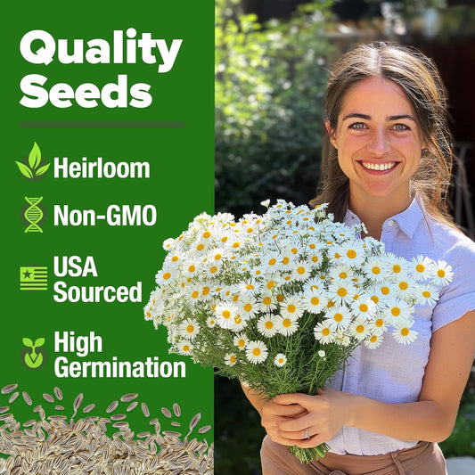 HOME GROWN 𝗨𝗦𝗔 𝗣𝗥𝗘𝗠𝗜𝗨𝗠 German Chamomile Seed Pack – 2,280 𝗡𝗢𝗡-𝗚𝗠𝗢 Heirloom Seeds for Planting for Sustainable Gardens and Soothing Medicinal Herbal Teas (Matricaria chamomilla)