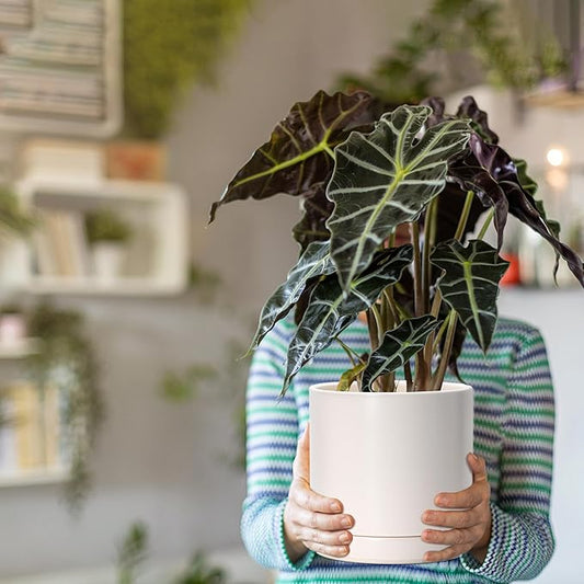 D'vine Dev 8.2 Inch Ceramic Planter Pot with Drainage Hole and Saucer, Indoor Cylinder Round Planter Pot, Oatmeal, 94-O-D-8