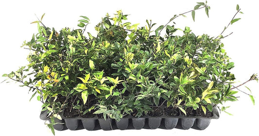 Carolina Jasmine | 3 Live Plants | Gelsemium Sempervirens | Fragrant Yellow Blooms, Evergreen Vine, Low Maintenance, Fast Growing, Climbing, Attracts Pollinators, Garden Trellis