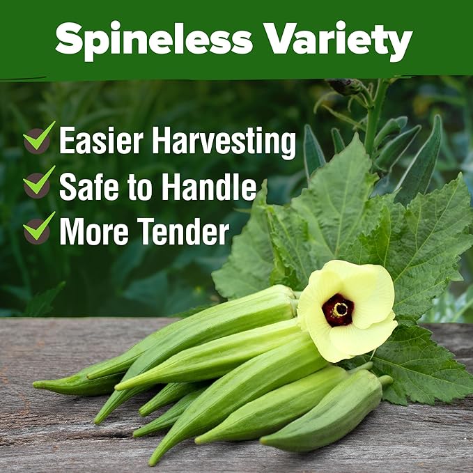 HOME GROWN π¨π¦π π£π₯ππ ππ¨π Clemson Spineless Okra Seeds 101+ π‘π’π‘-ππ π’ Heirloom Vegetable Seeds for Planting Easy to Grow Outdoor Summer Garden High Germination Rate (Abelmoschus esculentus)
