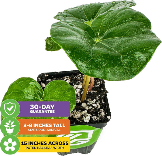 Tractor Seat Plant (Leopard Plant) – Farfugium Japonica VAR. Gigantea by Wellspring Gardens – Large Glossy Foliage – Shade-Loving Ornamental – Great for Containers & Landscaping (2-Pack)