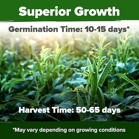 HOME GROWN 𝗨𝗦𝗔 𝗣𝗥𝗘𝗠𝗜𝗨𝗠 Clemson Spineless Okra Seeds 101+ 𝗡𝗢𝗡-𝗚𝗠𝗢 Heirloom Vegetable Seeds for Planting Easy to Grow Outdoor Summer Garden High Germination Rate (Abelmoschus esculentus)