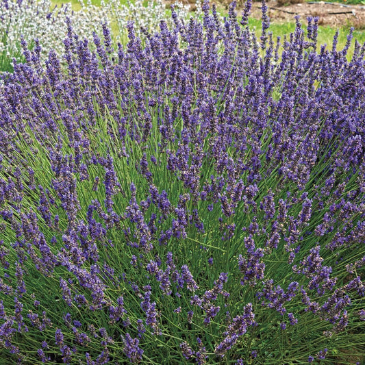 BRECK'S - Munstead Lavender, Flowering Perennial Starter Plant, Grown in a 4 inch Pot, 1 Plant per Offer