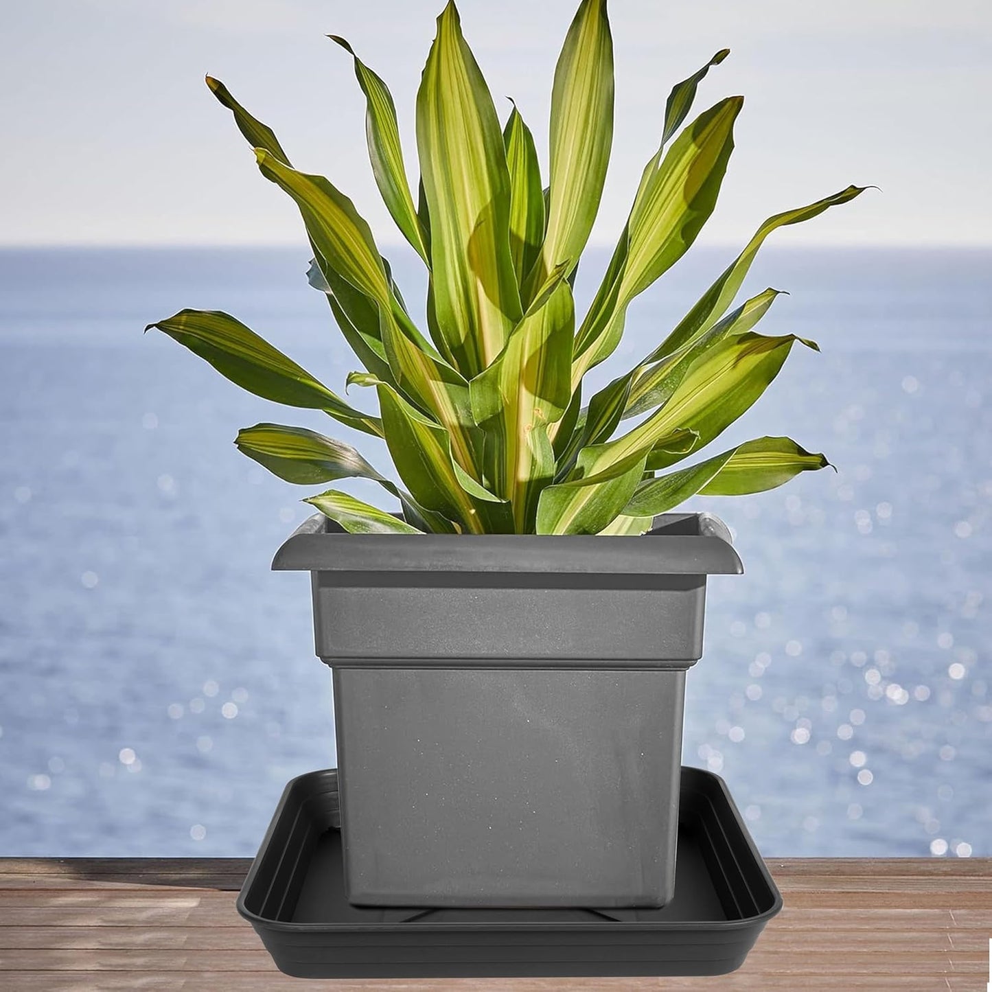 2 Pack Square Plant Saucer Tray 12 inch, Heavy Duty Plastic Plant Saucers for Indoors Outdoor, Flower Plant Drip Trays for Pots, Square Seed Starting Tray, Seedling Growing Trays