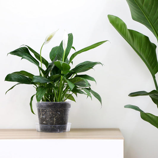 6 Inch Clear Plastic Plant Pot with Drainage Holes, Interlocking & Detachable Tray - Deep Saucer - Durable BPA-Free Plastic, Transparent Design, Raised Base for Airflow, Set of 6, 92-X-A-4