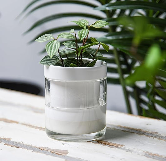 Phoenix Vine 4 Inch Self Watering Planter, White Terracotta Clay Pot with Glass Reservoir for Indoor Plants, Herbs, Flowers, Set of 1, 52-B-E-1