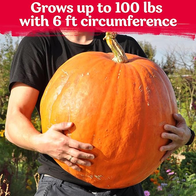 KVITER 25 Big Max Pumpkin Seeds for Planting (Cucurbita Pepo) – Giant Heirloom & Organic Pumpkin Seeds, Up to 100 lbs – Ideal Vegetable Seed Packets for Home Outdoor Garden