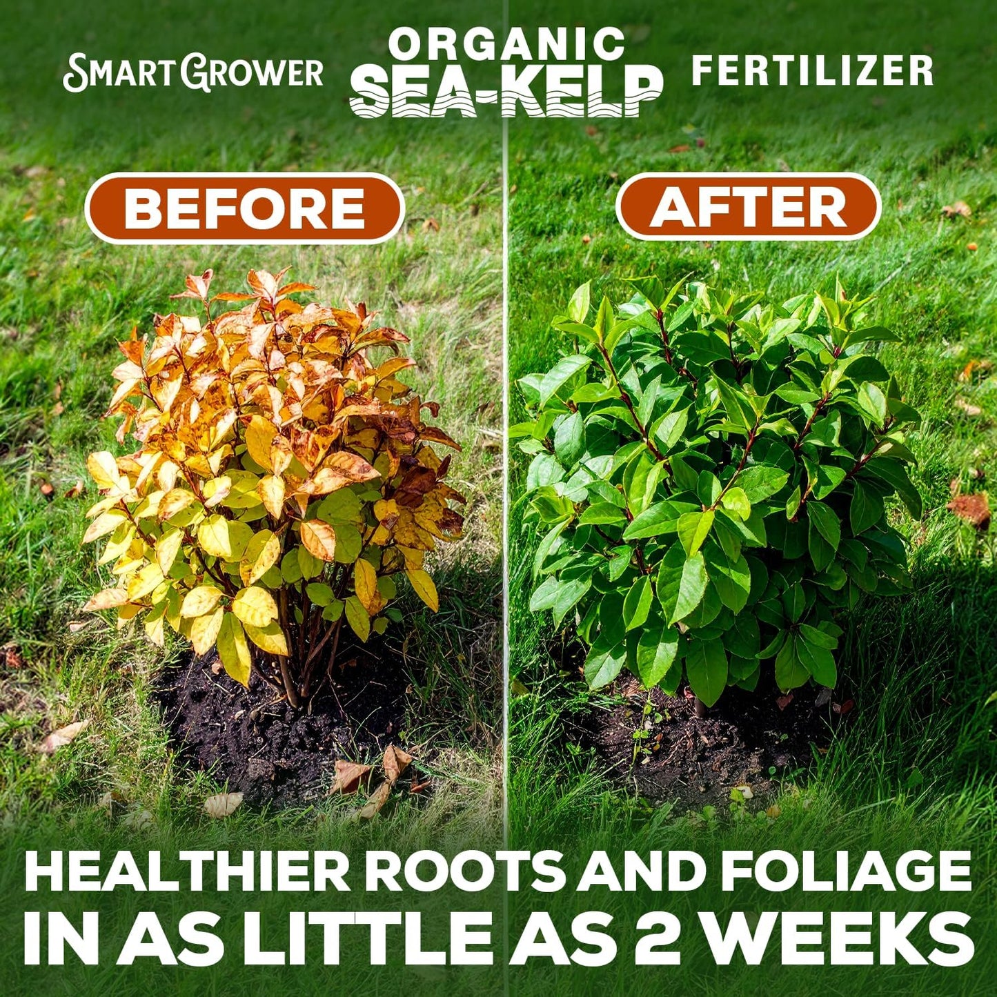 Organic Sea Kelp Fertilizer for Plants – Water-Soluble – Makes 200 Gallons – Kelp Meal Concentrate Plant Food – for Indoor Gardens, Hydroponics, Vegetables, Houseplants - Smart Grower - 8oz Bag