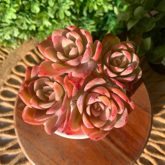 FWPP Live Succulents Plants Echeveria Silk Veil 3 inches,Rare Pink Succulents Bare Root Without Pot Soil, Live Plants Indoor Office Decoration Wedding and Gift