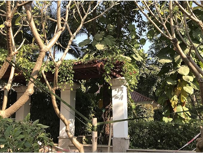 Tree Tie Straps 50 Feet x 3/4 inch Tree Support Straps for Staking and Guying Young Trees Straight and Storm Protection Nylon Plant Tie Rope for Support, Straightening