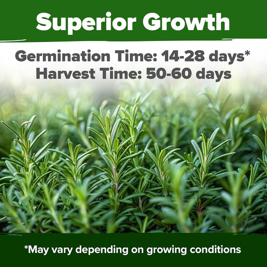 HOME GROWN Rosemary Seeds Pack - 300 High Germinating π‘π’π‘-ππ π’, π¨π¦π-π¦π’π¨π₯πππ Heirloom Herb Seeds for Planting in Indoor or Outdoor Herb Gardens (Salvia rosmarinus)