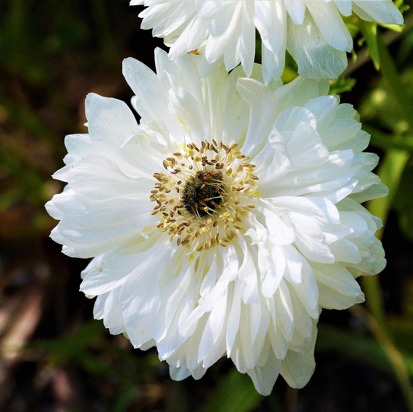 Easy to Grow Anemone Mount Everest - 20 Plant Bulbs, Double White Flowers in Spring Outdoor, Full Sun