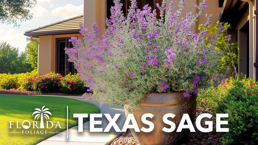Texas Sage | 3 Live Plants | Leucophyllum frutescens | Drought-Tolerant Shrub for Landscaping | Hardy Evergreen with Silver Foliage and Purple Blooms