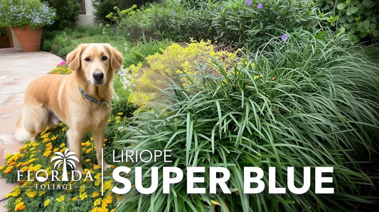 Liriope Super Blue | 1 Live 4 Inch Plant | Liriope muscari 'Super Blue' | Ornamental Ground Cover Plants | Shade-Tolerant Landscaping Perennial