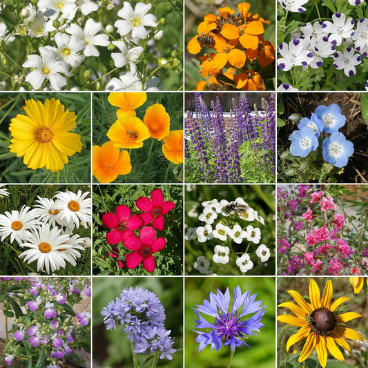Ferry-Morse Pacific Northwest Mix Bulk Wildflower Seeds, 1lb Bulk Wildflower