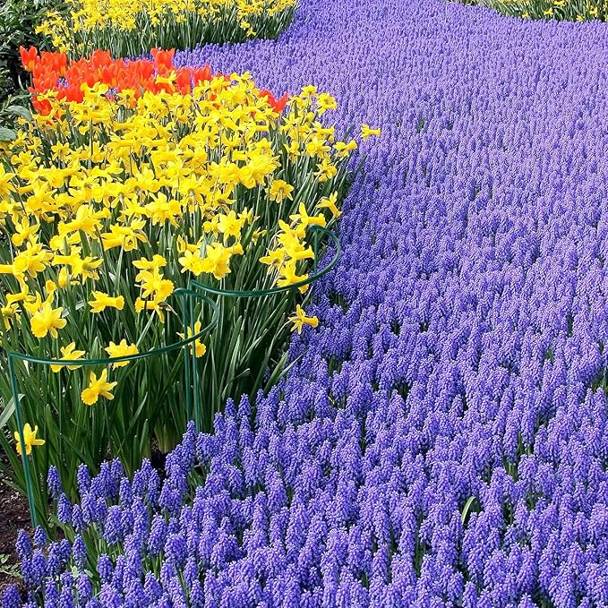 HiGift 16 Pack 24 Inch Plant Support Stakes, 10" Wide x 24" High Half Round Metal Garden Plant Stake Peony Support Cage, Green Plant Support Ring Border for Tomato,Hydrangea,Flower Indoor Outdoor