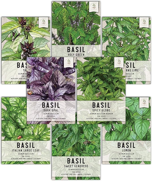 Seed Needs, Basil Seed Packet Collection Seed Starting Bundle (Includes 8 Individual Seed Packets, 36 Starter Pots & 1 Expandable Coco Coir Brick) Heirloom, Non-GMO & Untreated