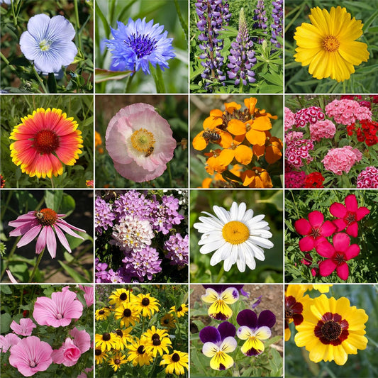 Ferry-Morse All Purpose Sun-Shade Mix Bulk Wildflower Seeds, 1lb