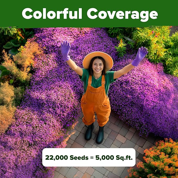 HOME GROWN Purple Creeping Thyme Seeds – Non-GMO Ground Cover Flowers – 22000+ Edible Herb Seeds for Planting Lawns & Paths – 3g Perennial Thymus serpyllum