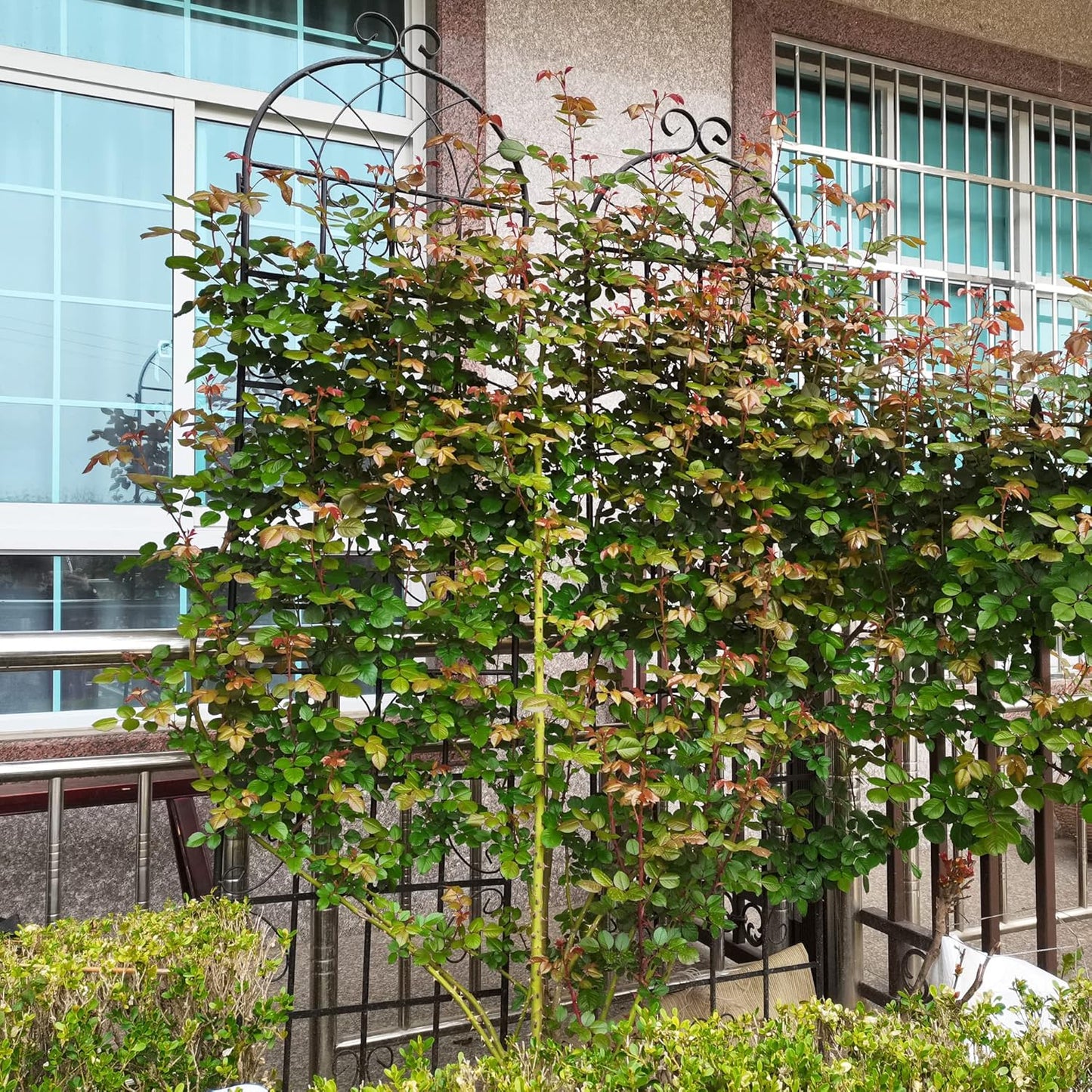 6 Pack Metal Garden Trellis 86.7" H Garden Fence Rustproof Trellis for Climbing Plants Support Roses Flower Outdoor Lawn, Black 7.2FT Tall