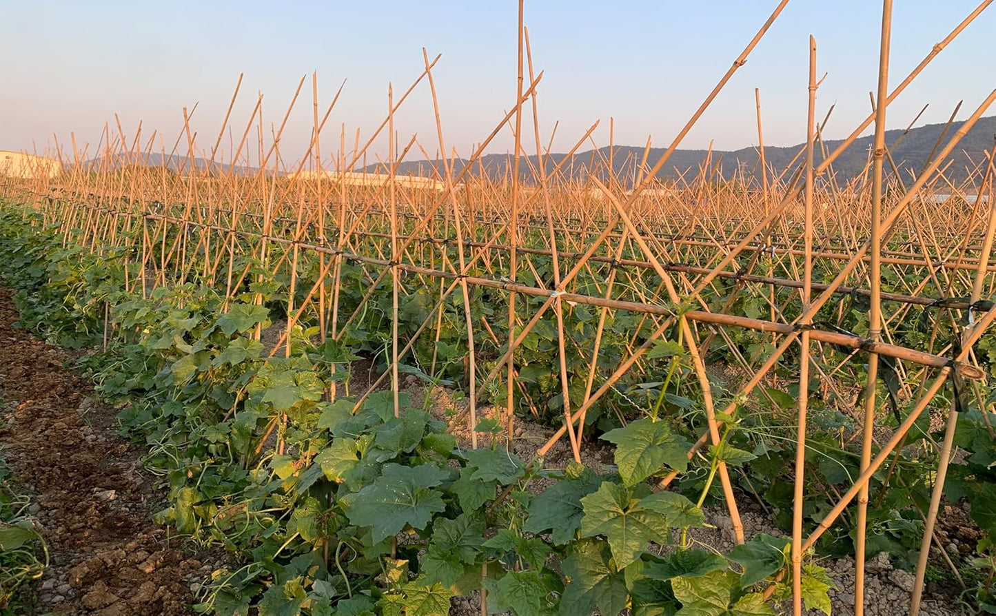 Plant Bamboo Post,3Feet,Bamboo Garden Stakes,50PcsBamboo Stakes,for Tomato,Beans,Vegetable and Flowers, Potted Plants,Indoor and Outdoor Climbing Plants