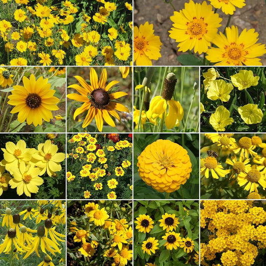 Ferry-Morse Yellow Mix Bulk Flower Seeds, 1lb