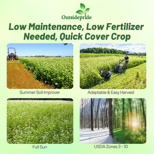 Outsidepride Buckwheat Seeds - 1oz Annual, Fast-Growing, Easy to Grow Buckwheat Cover Crop Seeds for Green Manure, Bee Pasture & Pollinators, Wildlife Habitat, Soil Improvement, and Erosion Control