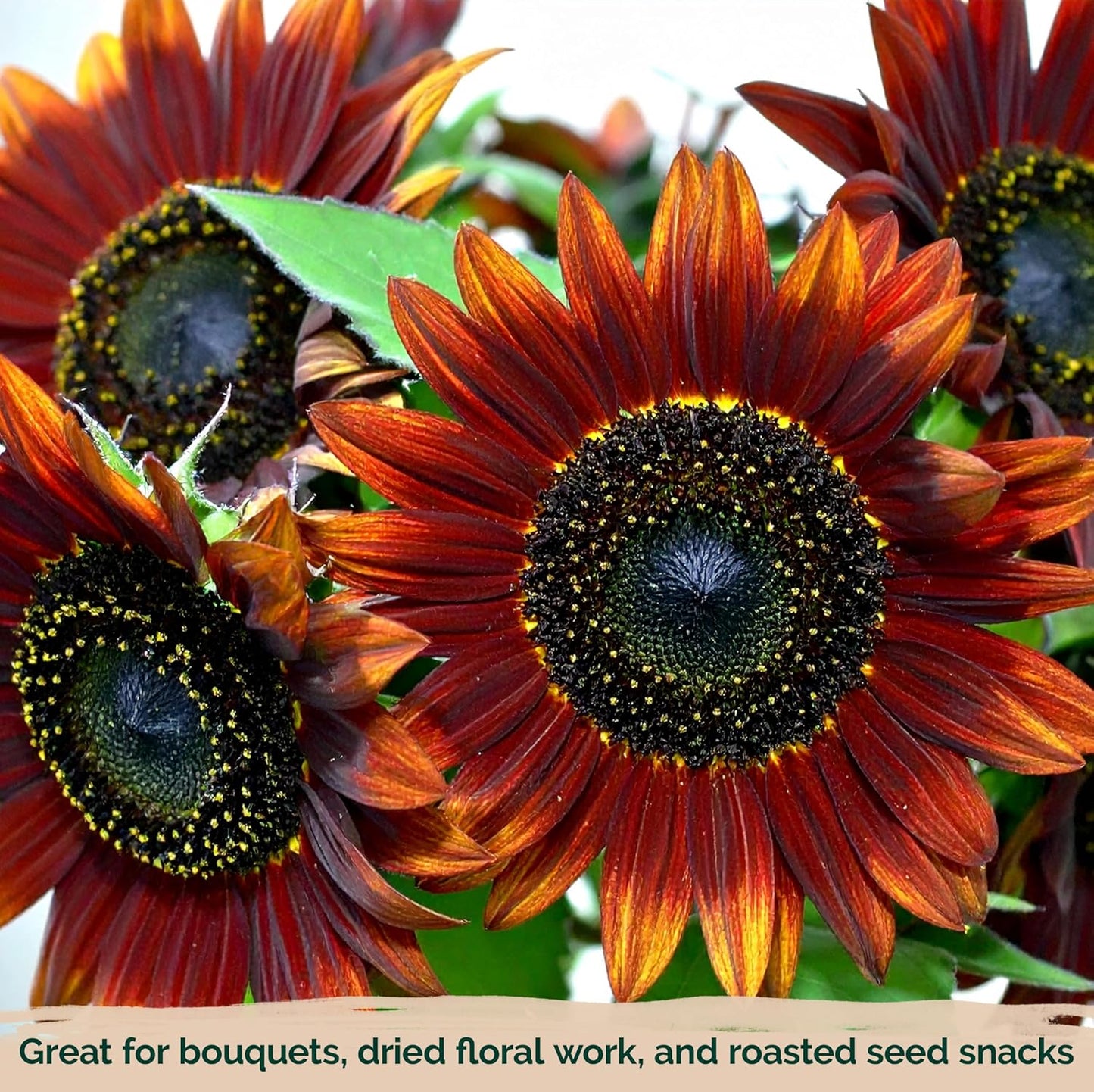 KVITER 75 Chocolate Cherry Sunflower Seeds to Plant (Helianthus annuus) – Heirloom Seed Non GMO Organic Sunflowers Variety, Long Vase-Life Blooms – Flower Seeds for Planting in Home Garden