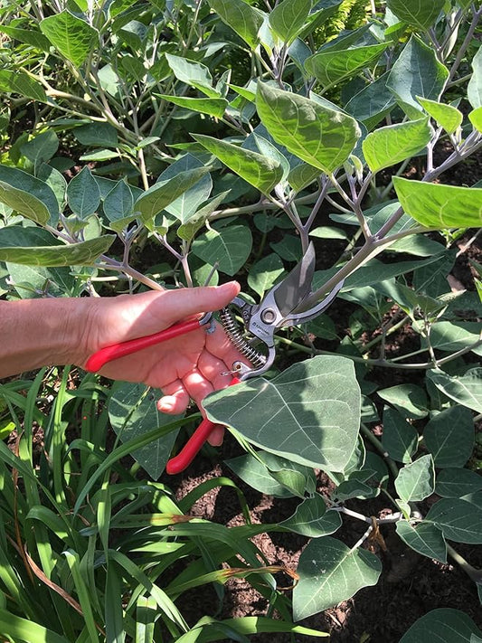 Corona ClassicCUT Forged Bypass Hand Pruner, Red, 3/4"