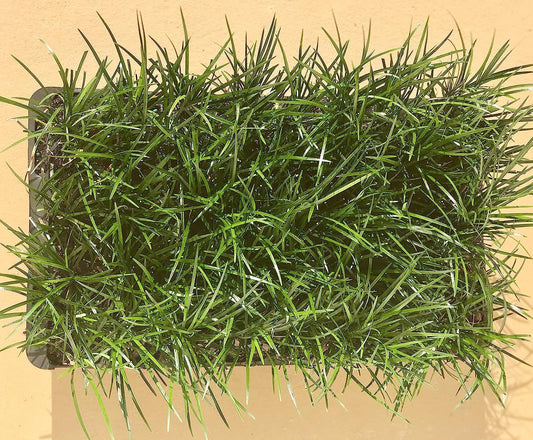 Mondo Grass - 30 Live Plants - Ophiopogon Japonicus - Live Evergreen Groundcover Plants - Shade Loving