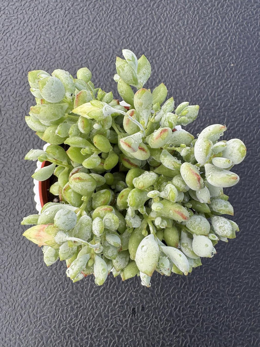 4" Cotyledon Pendens in White Stripe Pot, Live Succulent Rare House Plant for Home Office Wedding Indoor Outdoor Decoration, DIY Projects, Party Favor