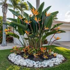 Bird of Paradise - Orange - Strelitzia Reginae. (4 Orange BoP in Sac)
