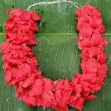 Red Hibiscus. rosa-sinensis. Live Plant - Tropical Blooming Hibiscus, Pretty Flowers, Used in Tea and Juice (2 red Hibiscus Cups)