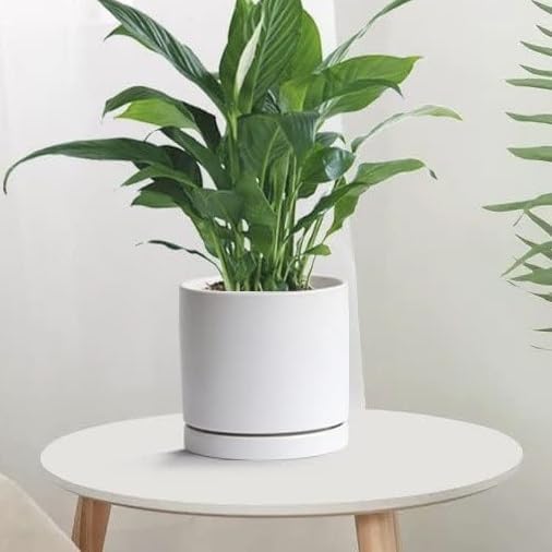 Ceramic Plant Saucer 8 inch White, Planter Water Drip Trays for Indoor Plants, Thick Durable Sturdy Flower Pot Saucers for Glazing Pots Base, Sizes 4-12 inch