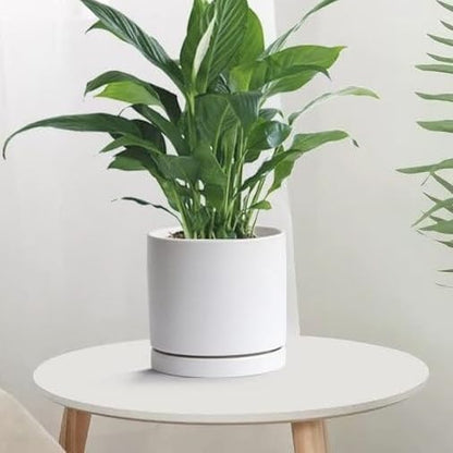 Ceramic Plant Saucer 8 inch White, Planter Water Drip Trays for Indoor Plants, Thick Durable Sturdy Flower Pot Saucers for Glazing Pots Base, Sizes 4-12 inch