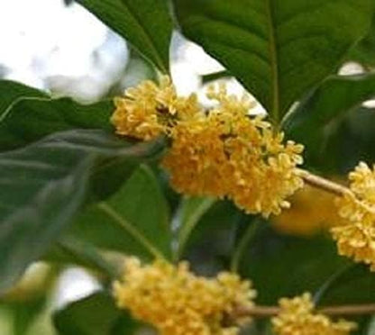 Yellow Flowering Fragrant Tea Olive - Live Plant - (1 QT)