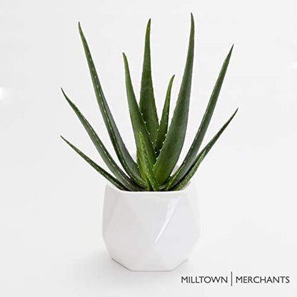 Milltown Merchants Succulent Wall Planters - White Ceramic Mounted Planters - Succulent Pots - Hanging Vases for Living Wall (1 Pack/Geometric/White)